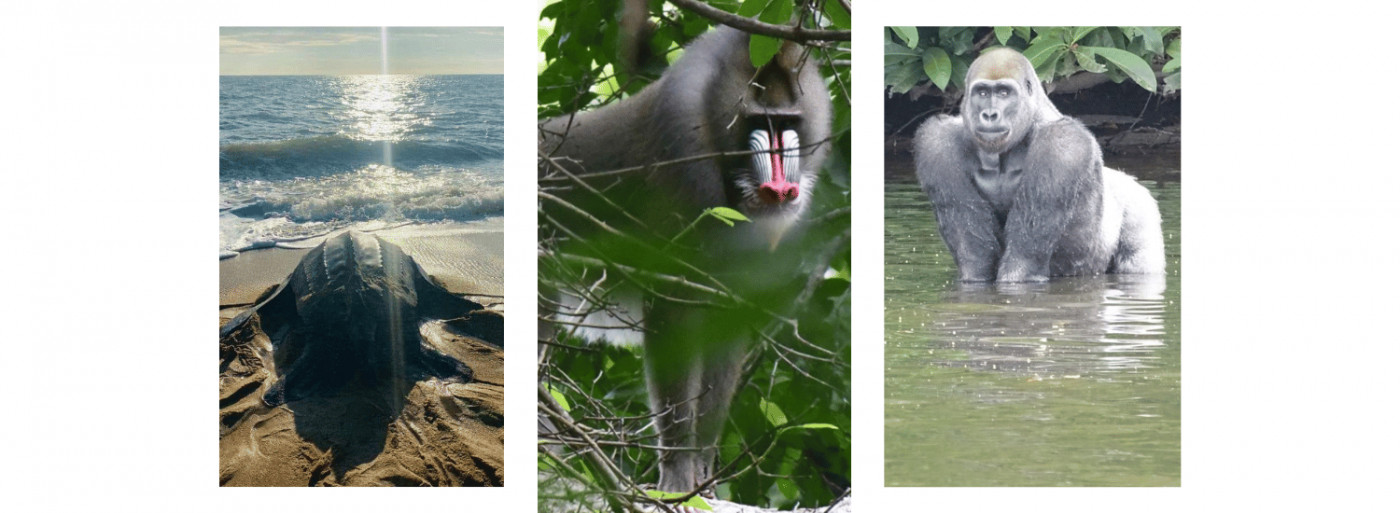 tis-activist-in-residence-animals-of-gabon.png